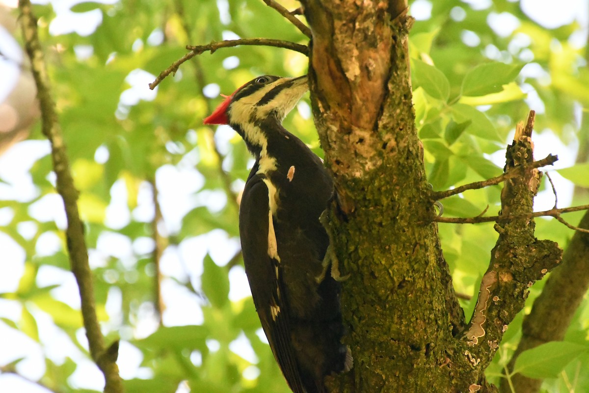 Pileated Woodpecker - Jen Cookus
