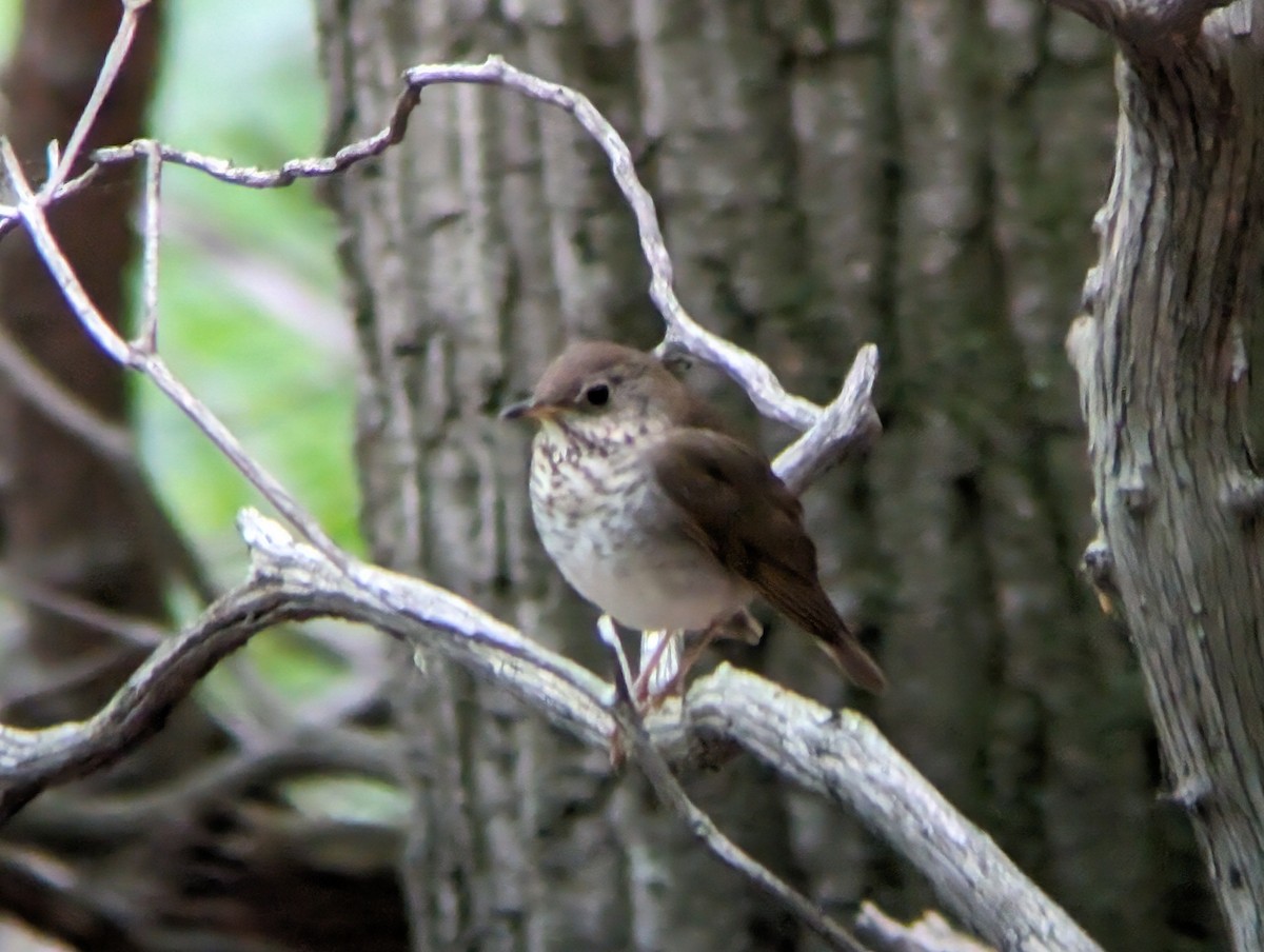 Bicknell's Thrush - ML619129043