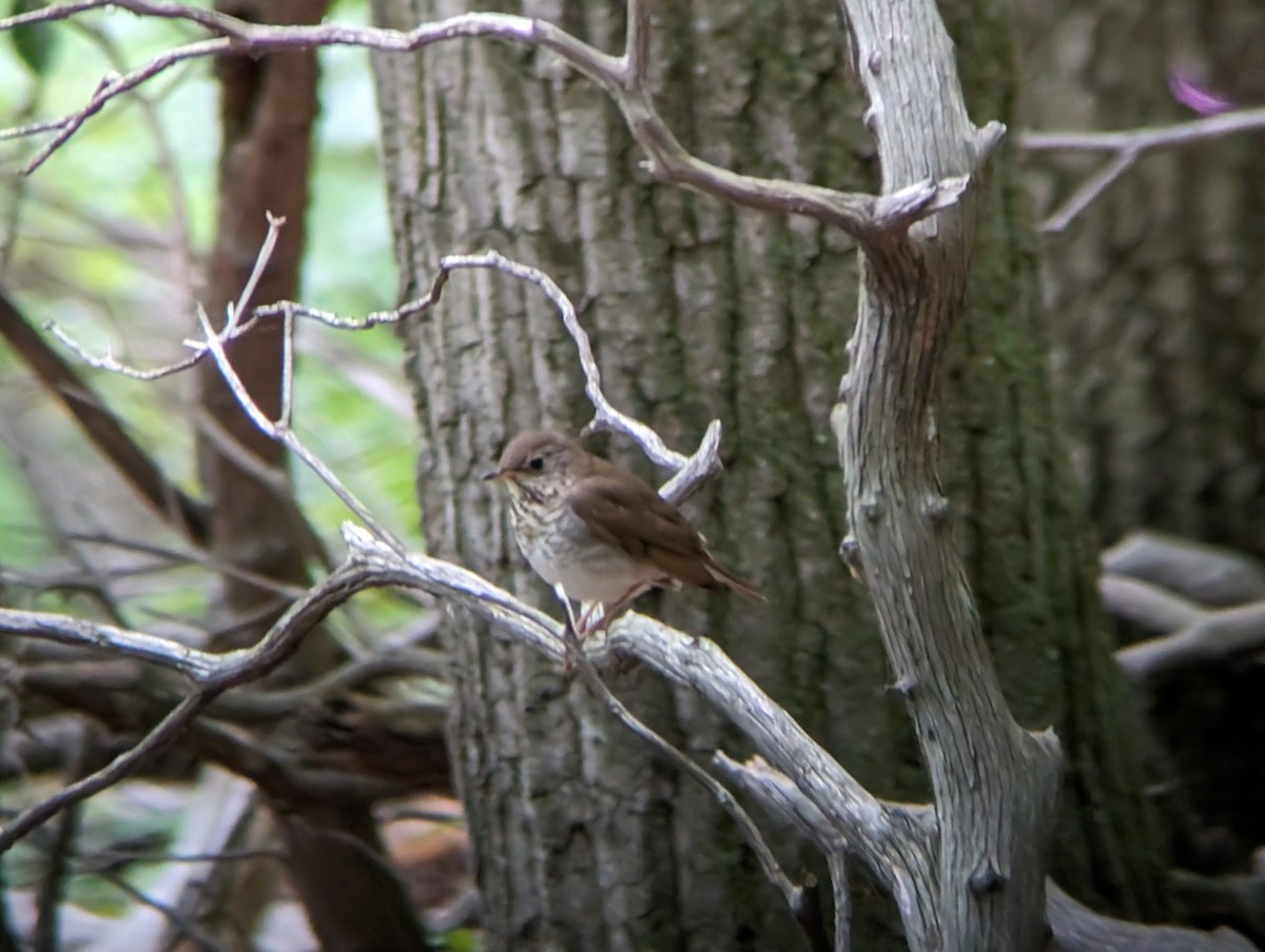 Bicknell's Thrush - ML619129044