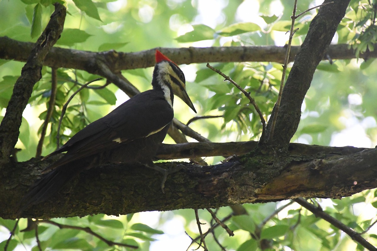 Pileated Woodpecker - ML619129048