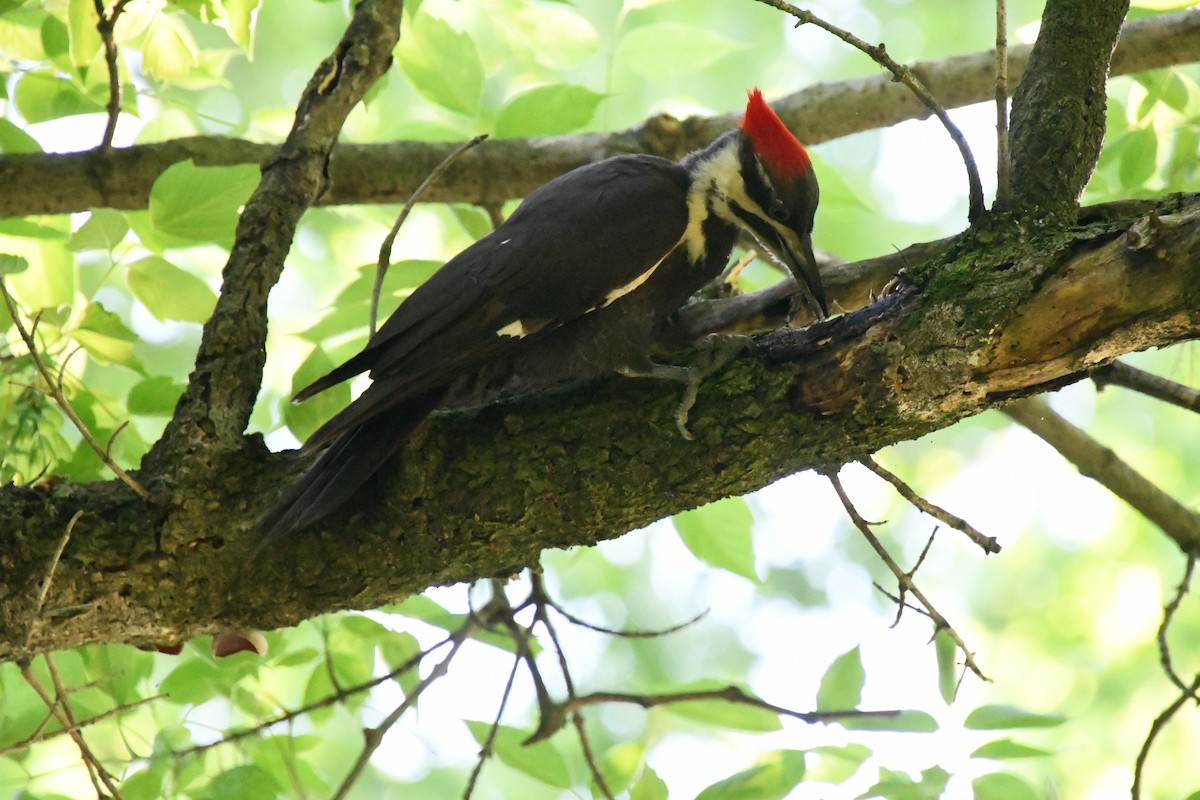Pileated Woodpecker - Jen Cookus