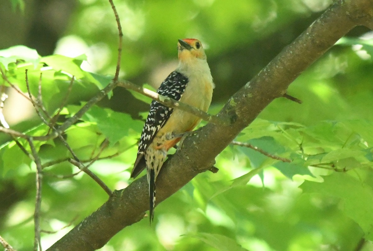 Red-bellied Woodpecker - Teresa Mawhinney