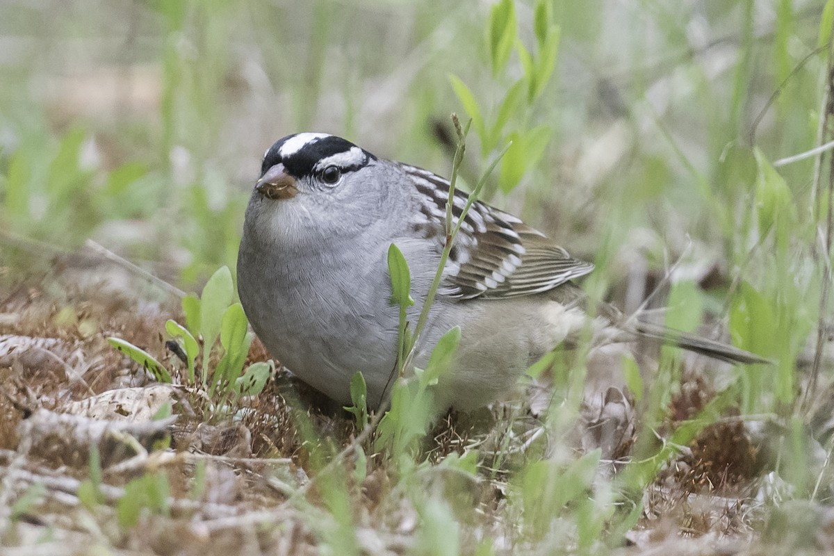 White-crowned Sparrow - Stan Deutsch