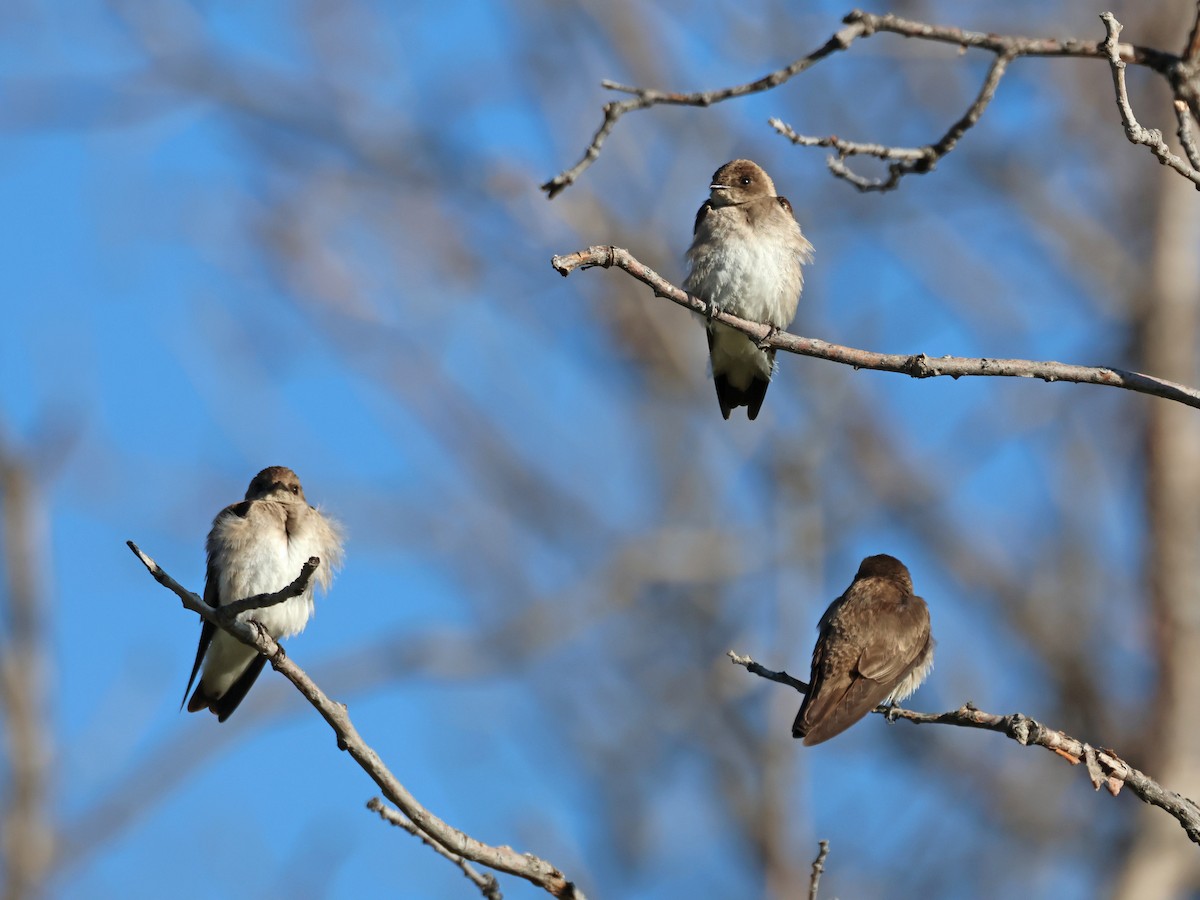 Northern Rough-winged Swallow - Alan Versaw