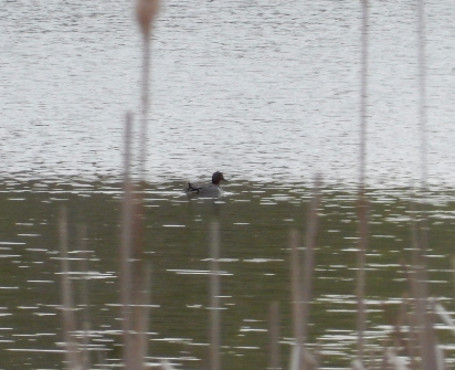 Green-winged Teal - ML619129182