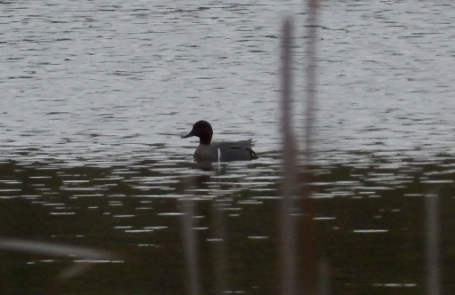 Green-winged Teal - ML619129184