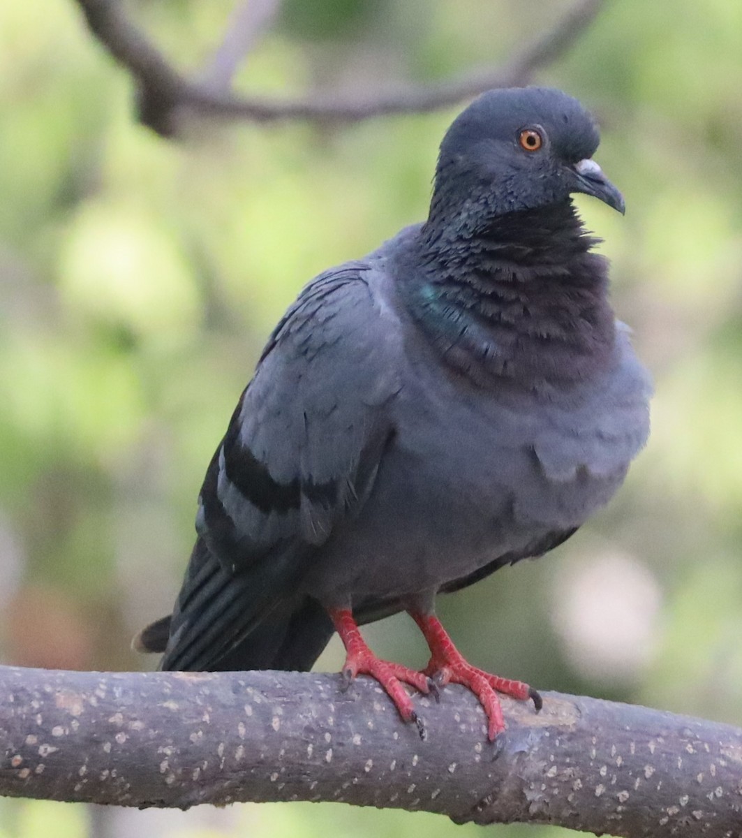 Rock Pigeon (Feral Pigeon) - Gautham Mohan