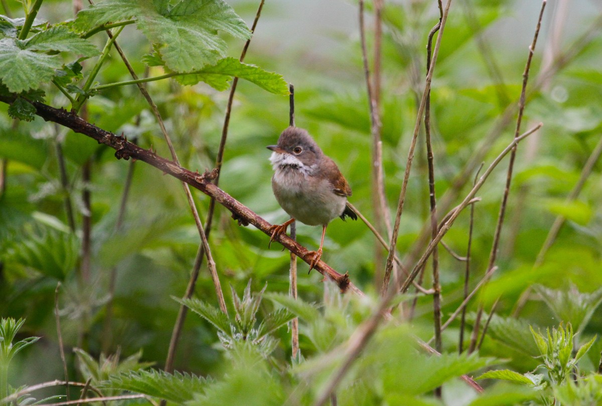 Greater Whitethroat - ML619129229