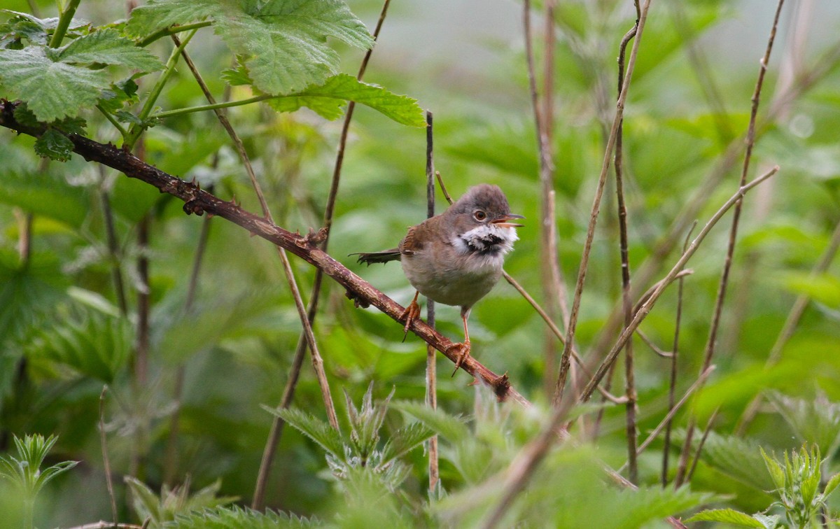 Greater Whitethroat - ML619129231