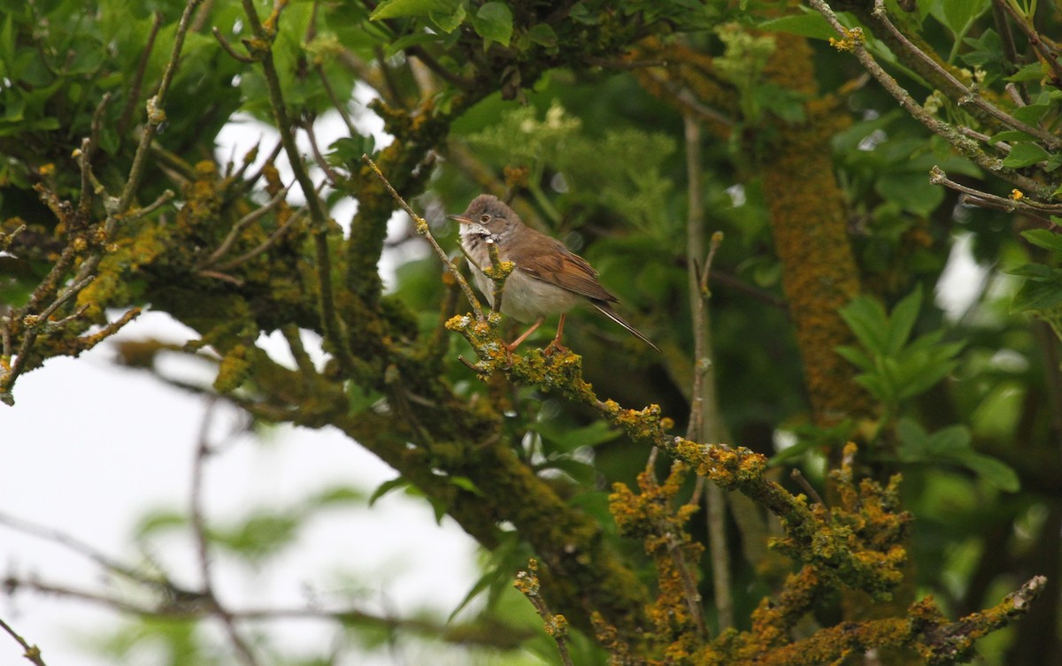 Greater Whitethroat - ML619129232