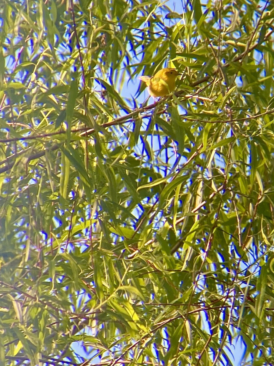 Yellow Warbler - ML619129245