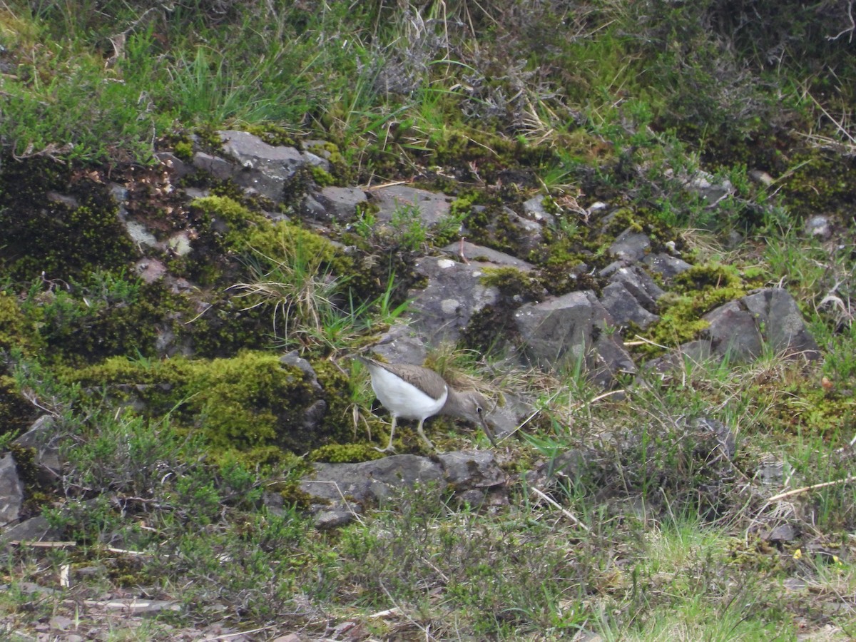 Common Sandpiper - ML619129257