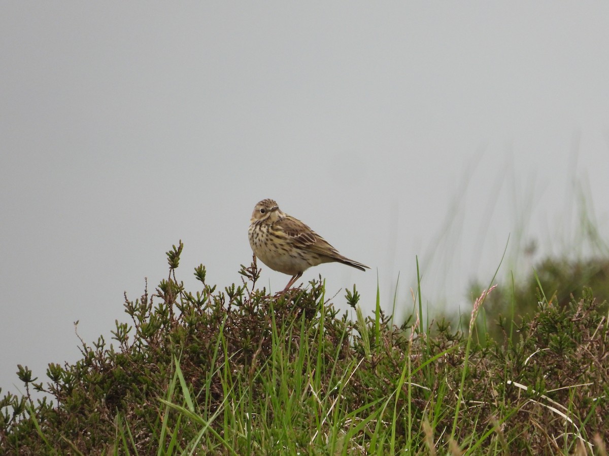 Tree Pipit - ML619129261