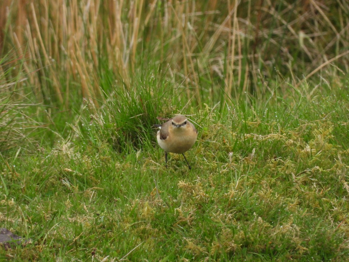 Northern Wheatear - ML619129271