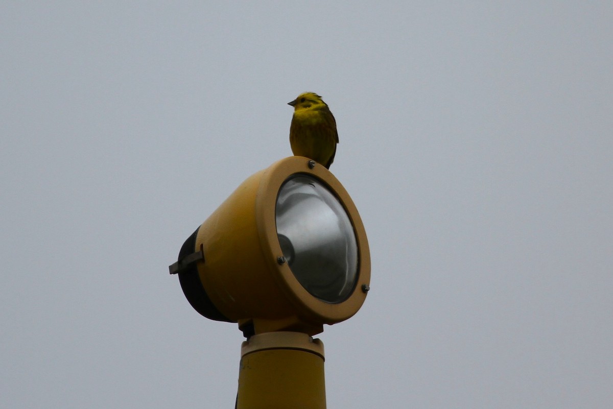 Yellowhammer - John Simpson