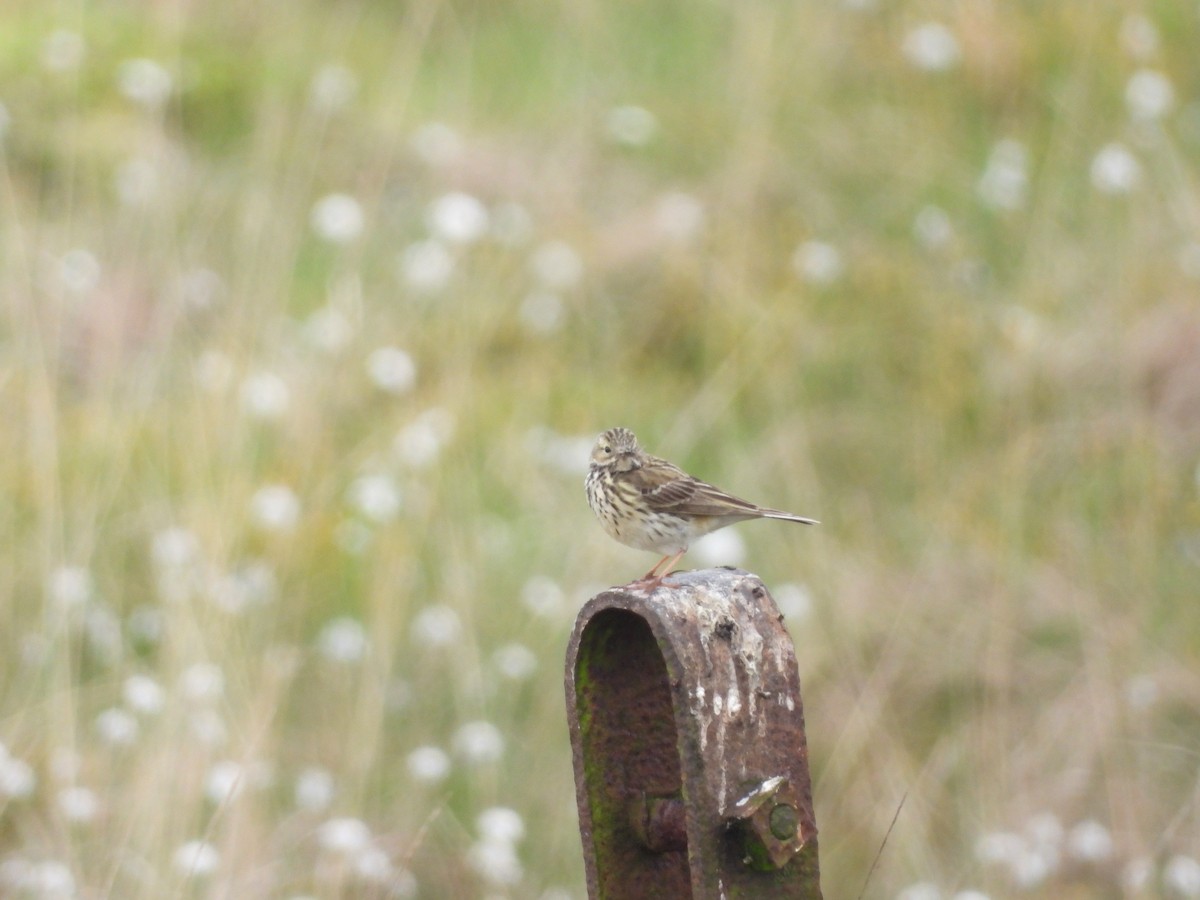 Tree Pipit - ML619129289