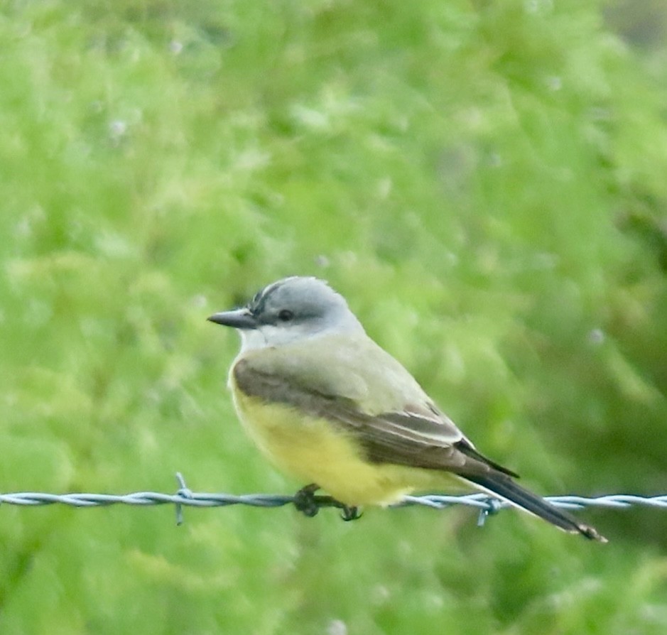 Western Kingbird - Holly Key