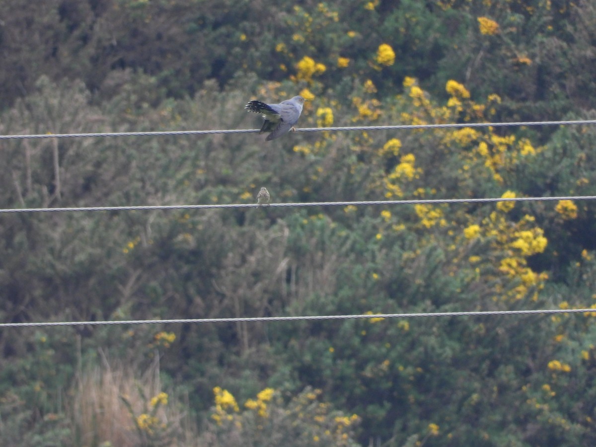 Common Cuckoo - ML619129304