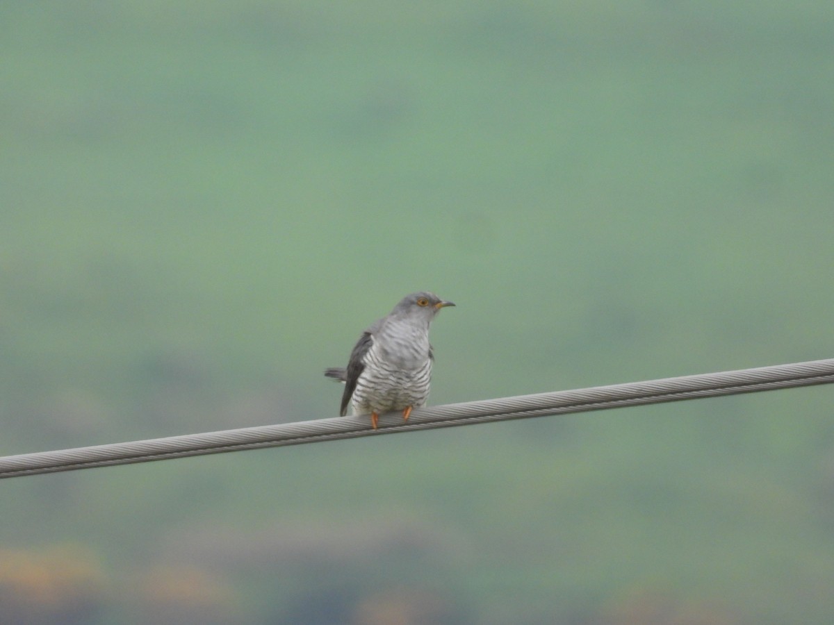 Common Cuckoo - ML619129305