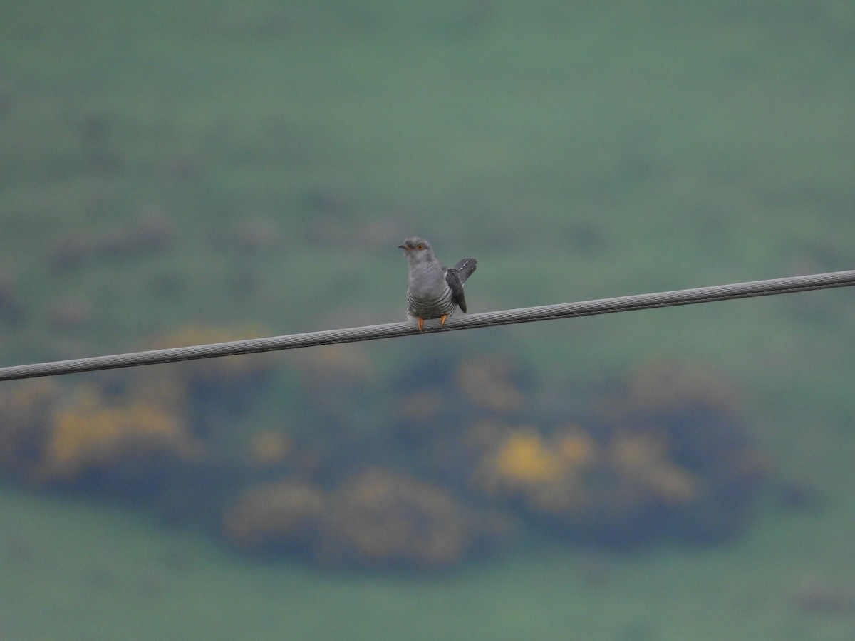 Common Cuckoo - Simon Bowie