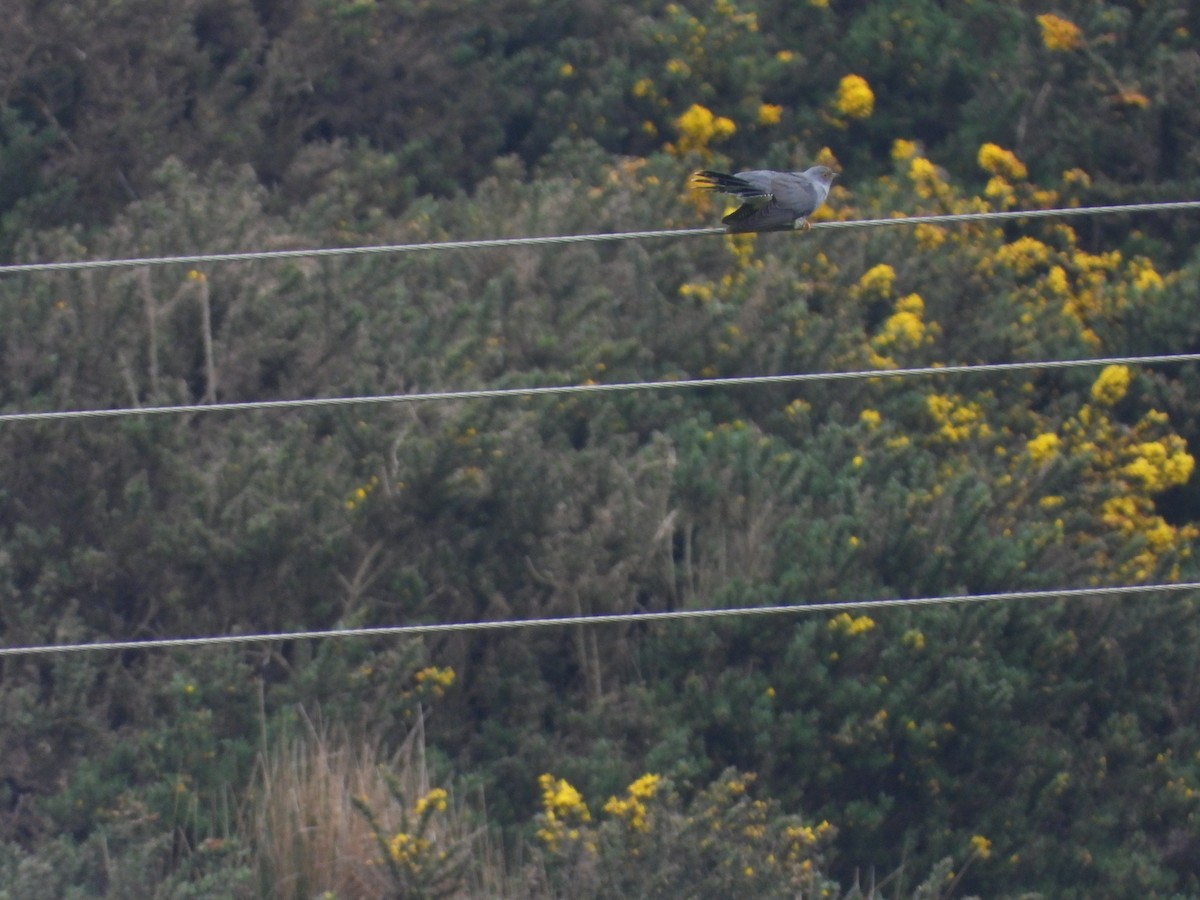 Common Cuckoo - Simon Bowie