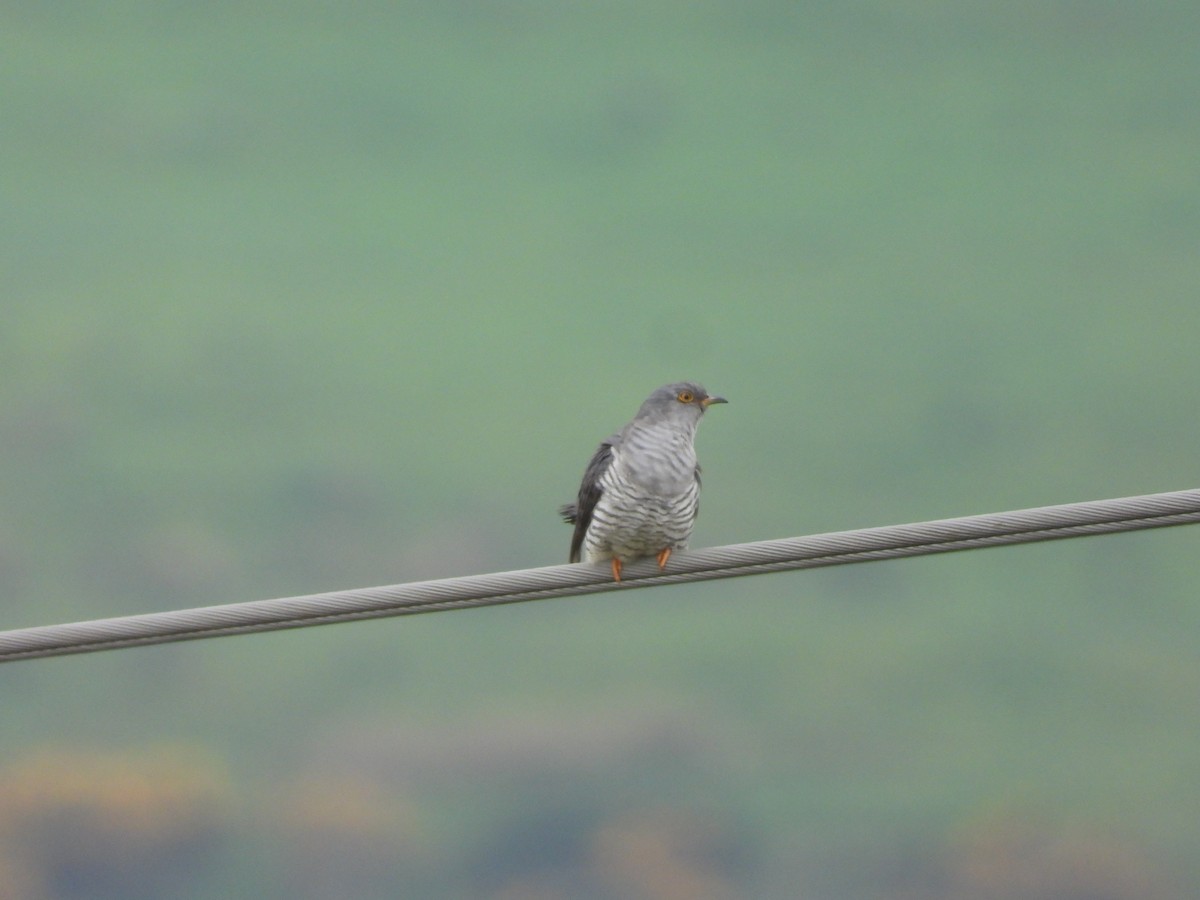 Common Cuckoo - ML619129311