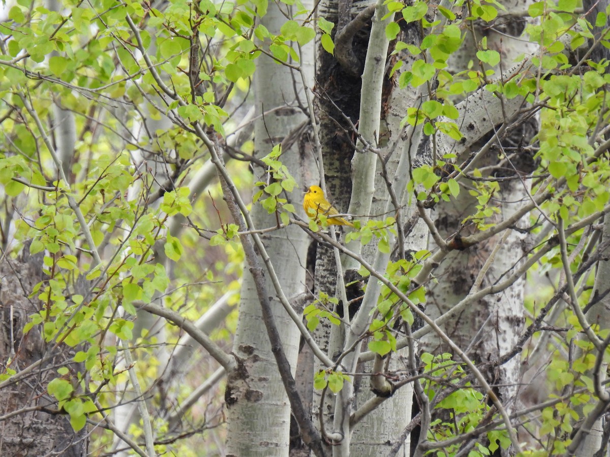 Yellow Warbler - ML619129321