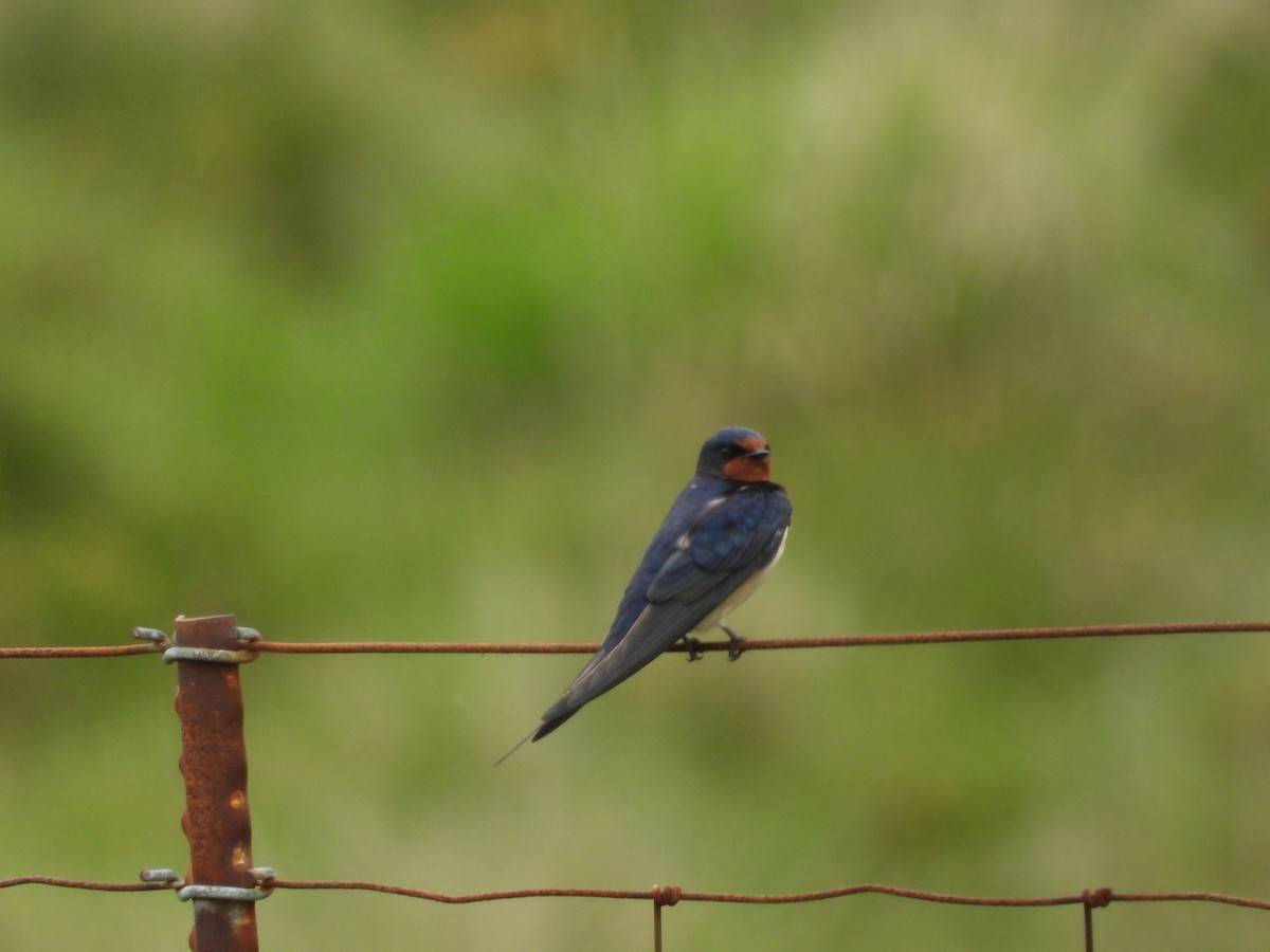 Barn Swallow - Simon Bowie