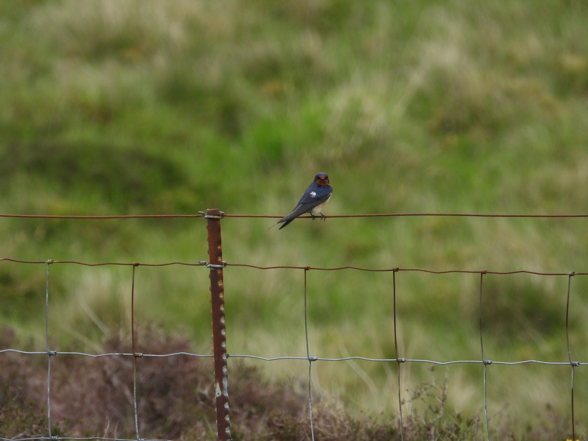 Barn Swallow - Simon Bowie