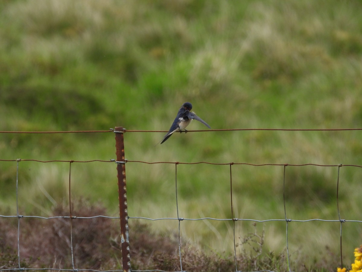 Barn Swallow - Simon Bowie