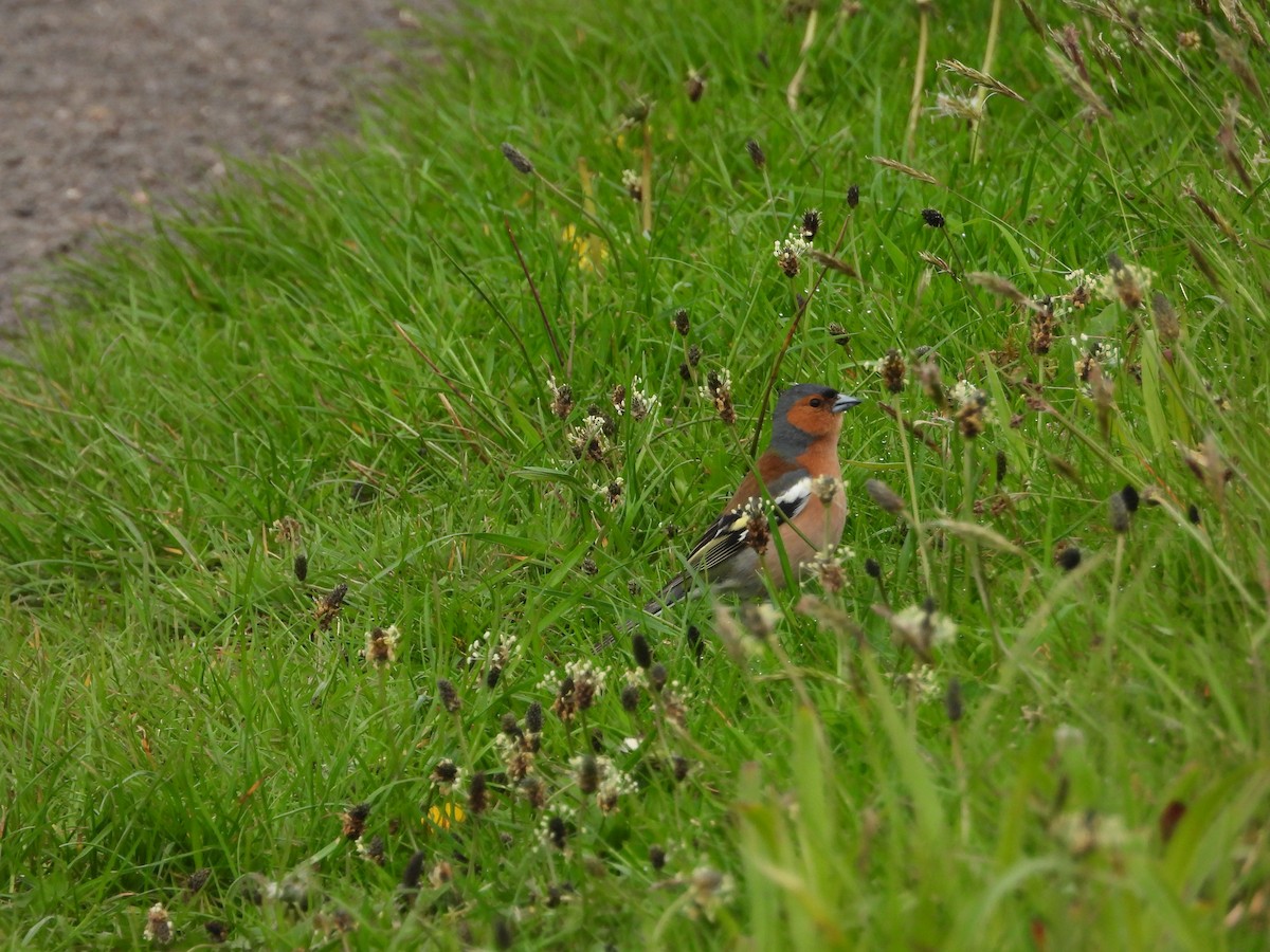 Common Chaffinch - ML619129331