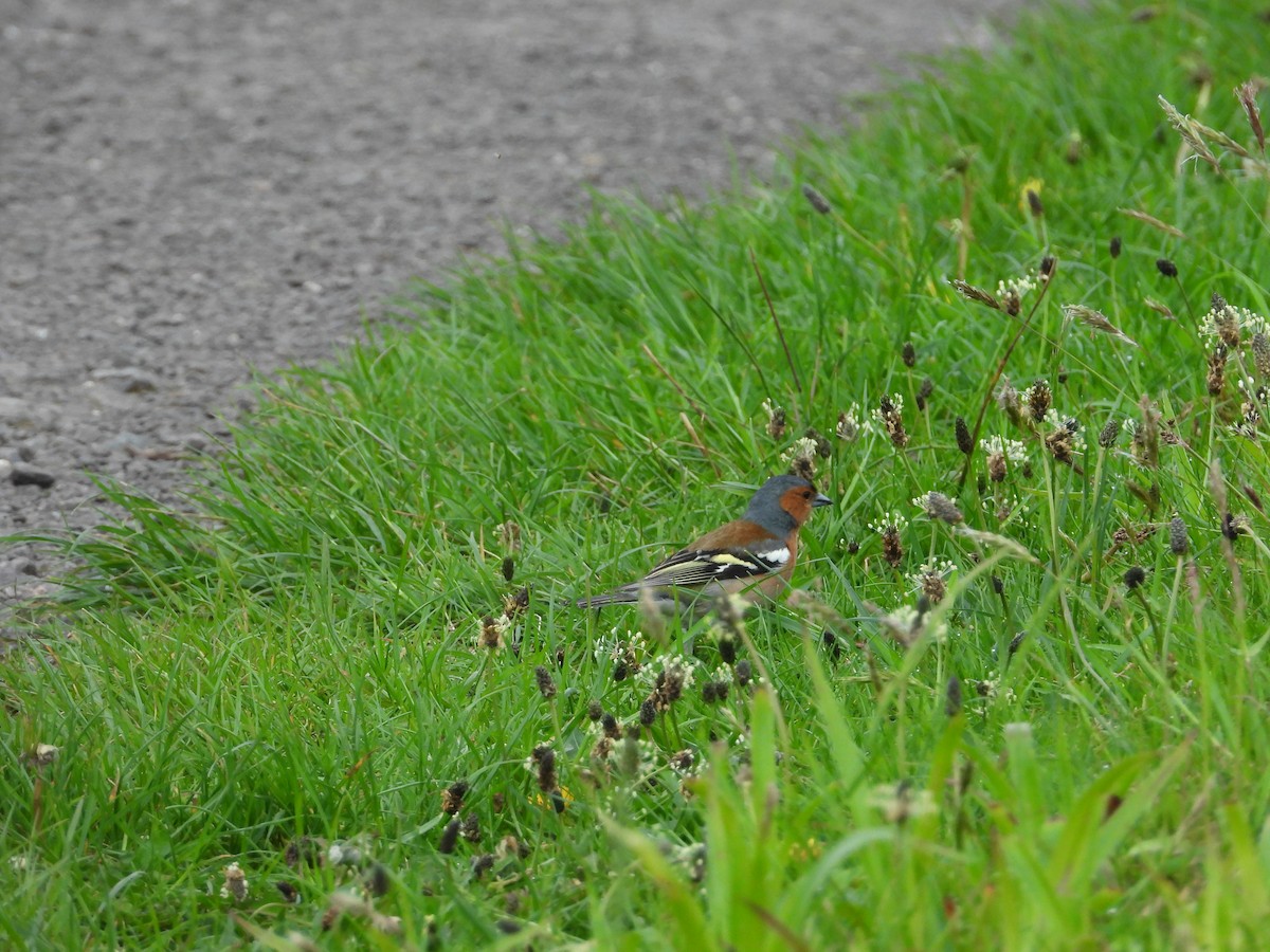 Common Chaffinch - Simon Bowie