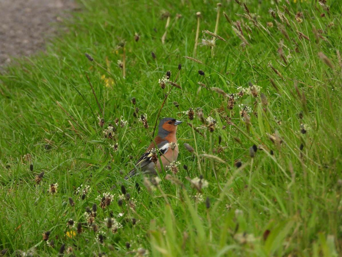 Common Chaffinch - Simon Bowie