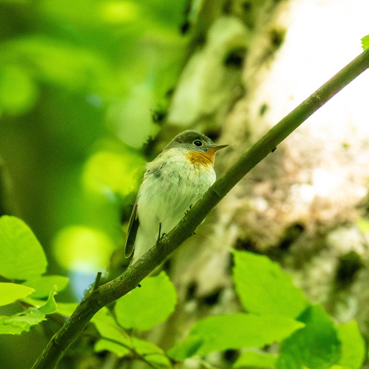 Red-breasted Flycatcher - ML619129340