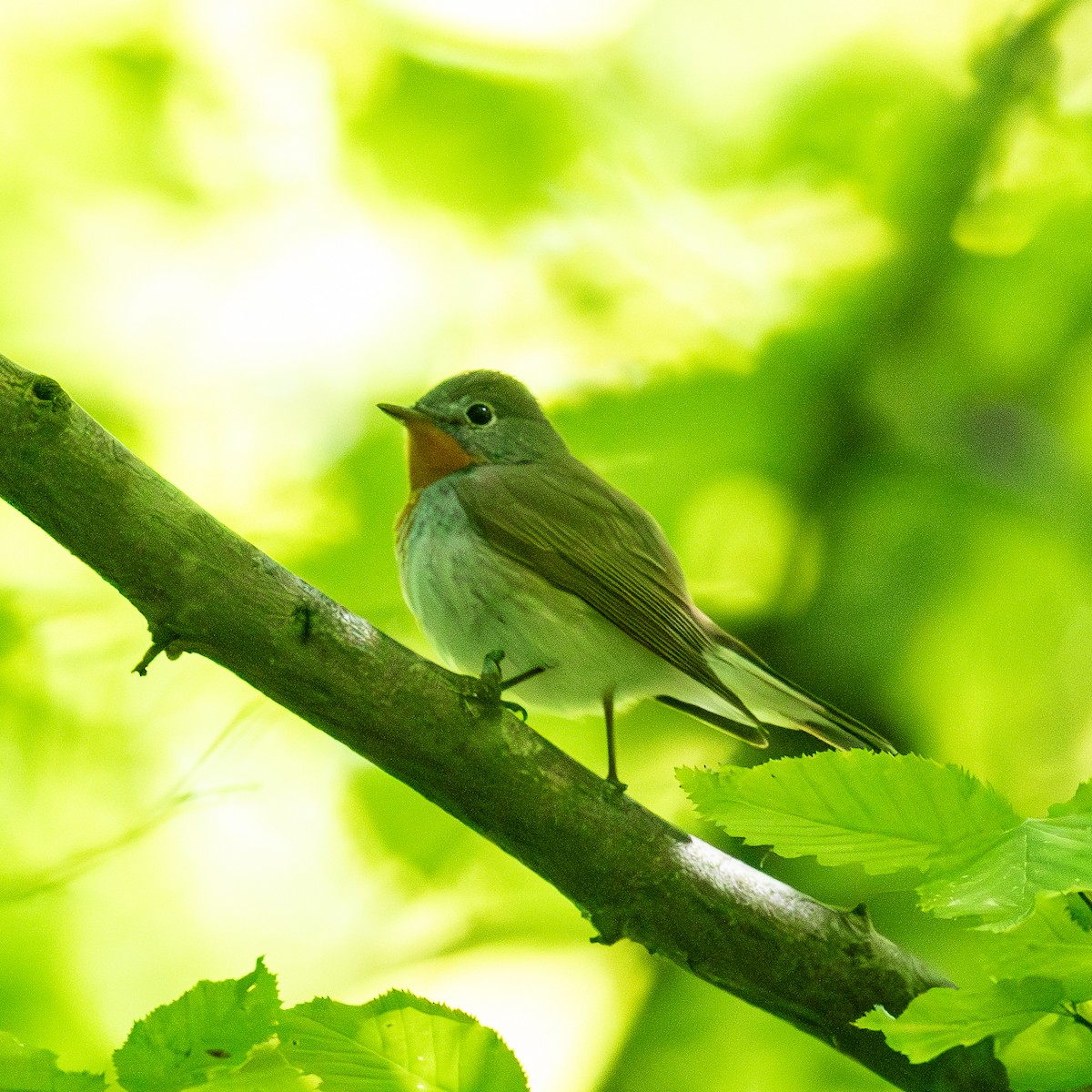Red-breasted Flycatcher - ML619129341
