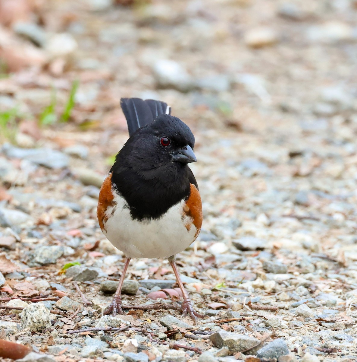 Eastern Towhee - Lee Anne Beausang