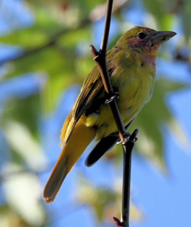 Summer Tanager - ML619129353