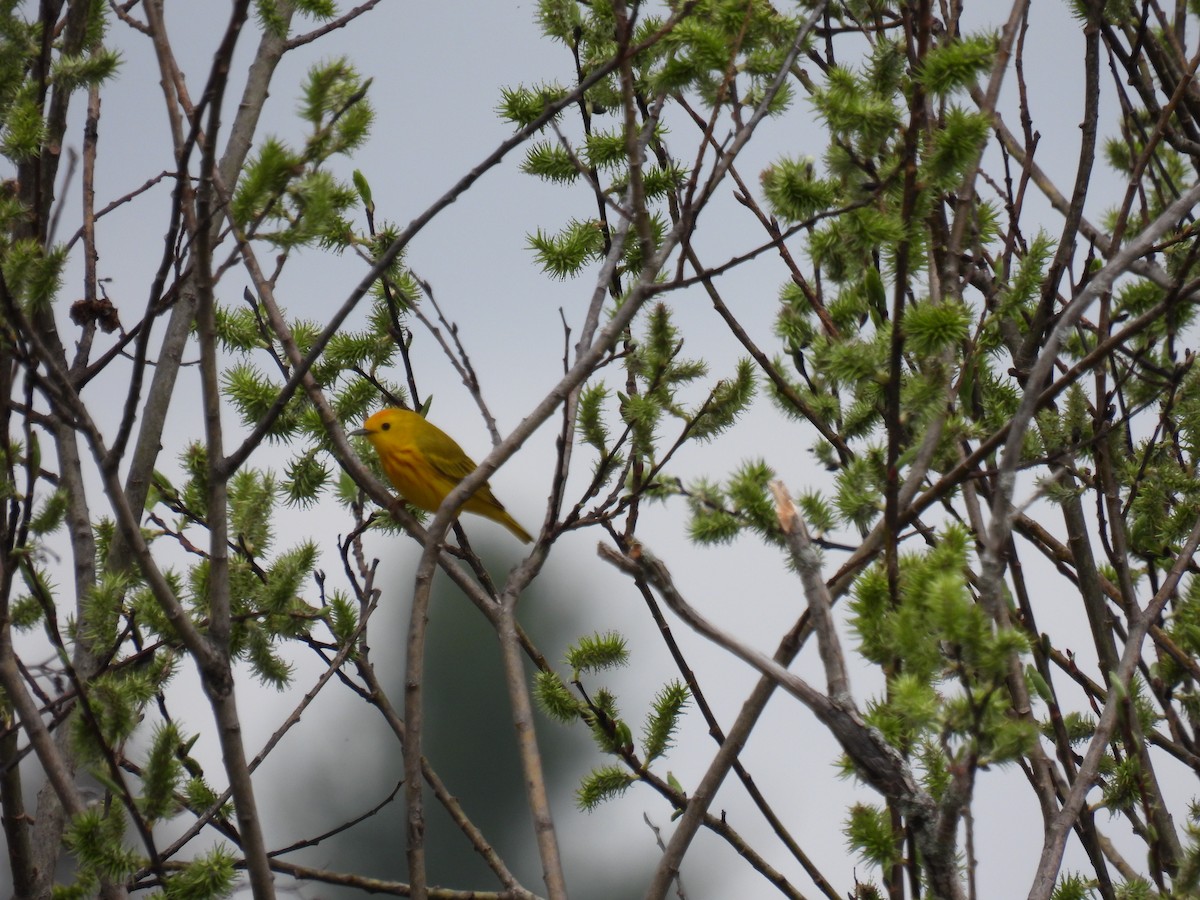 Yellow Warbler - Tim Flight