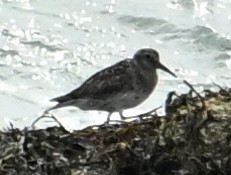 Purple Sandpiper - Jason Soukup