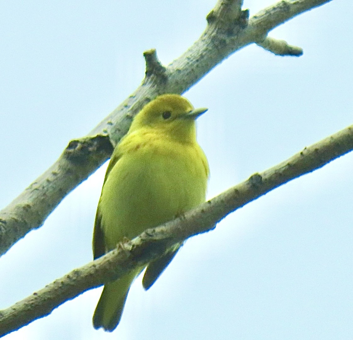 Yellow Warbler - Holly Key