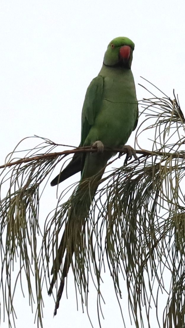 Rose-ringed Parakeet - Gautham Mohan
