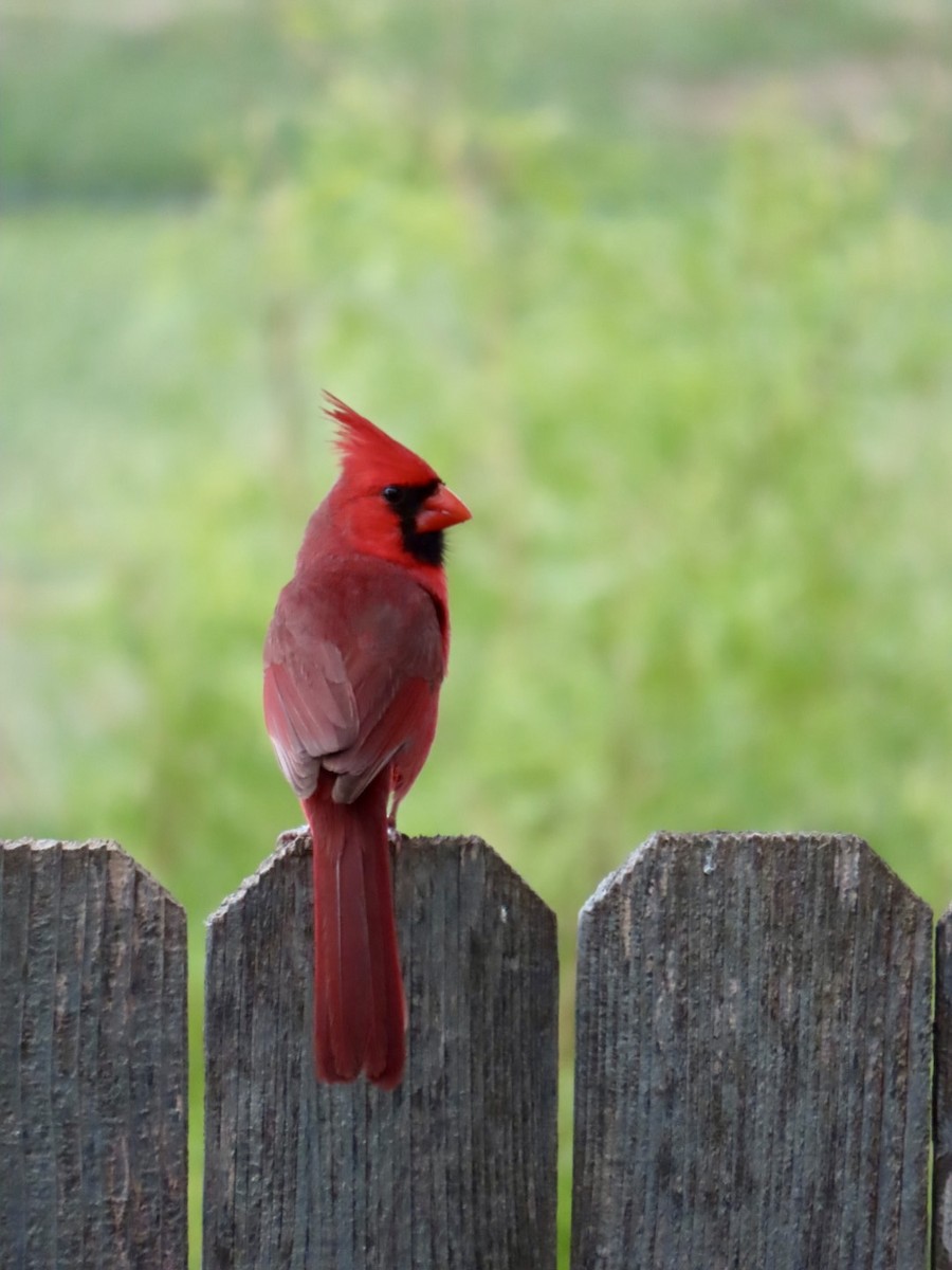 Northern Cardinal - Holly Key