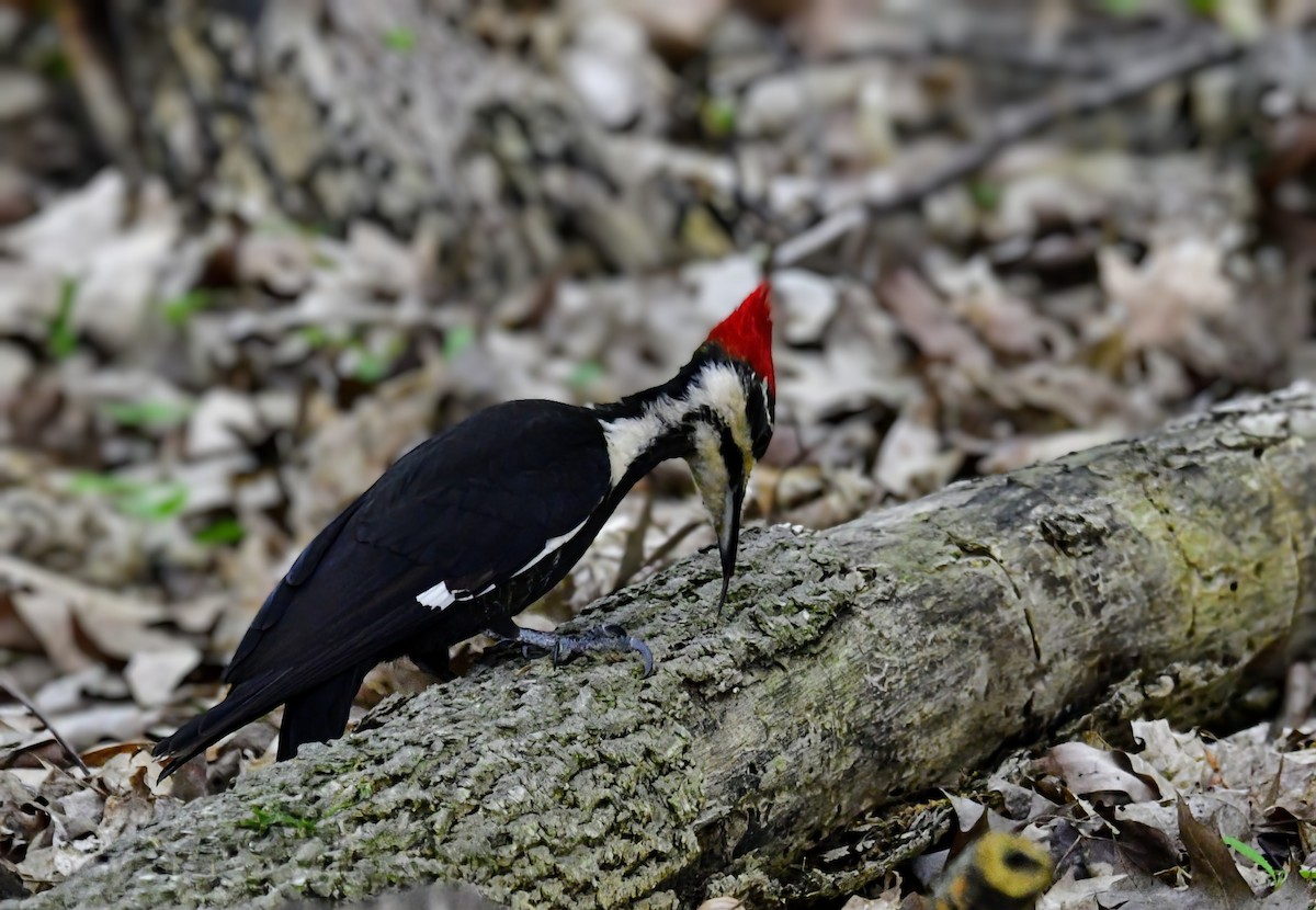 Pileated Woodpecker - Ron Terpstra
