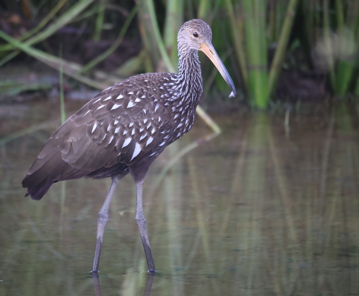 Limpkin - Lawrence Gardella