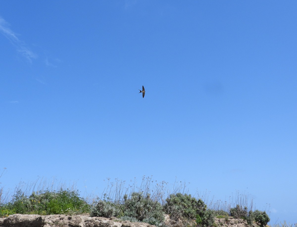 Red-rumped Swallow - Francesco Barberini