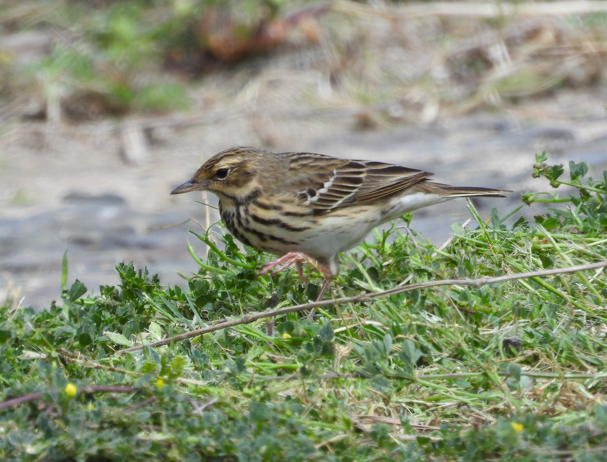 Tree Pipit - Francesco Barberini