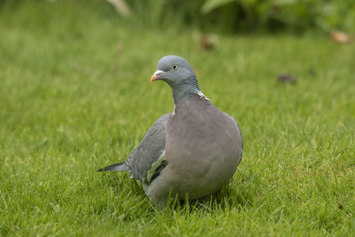 Common Wood-Pigeon - Peter Gadd