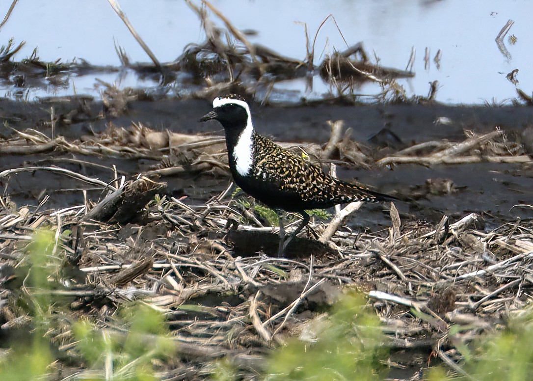 American Golden-Plover - Gary and Jan Small