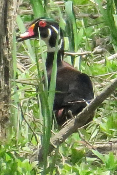 Wood Duck - Gail Johnson