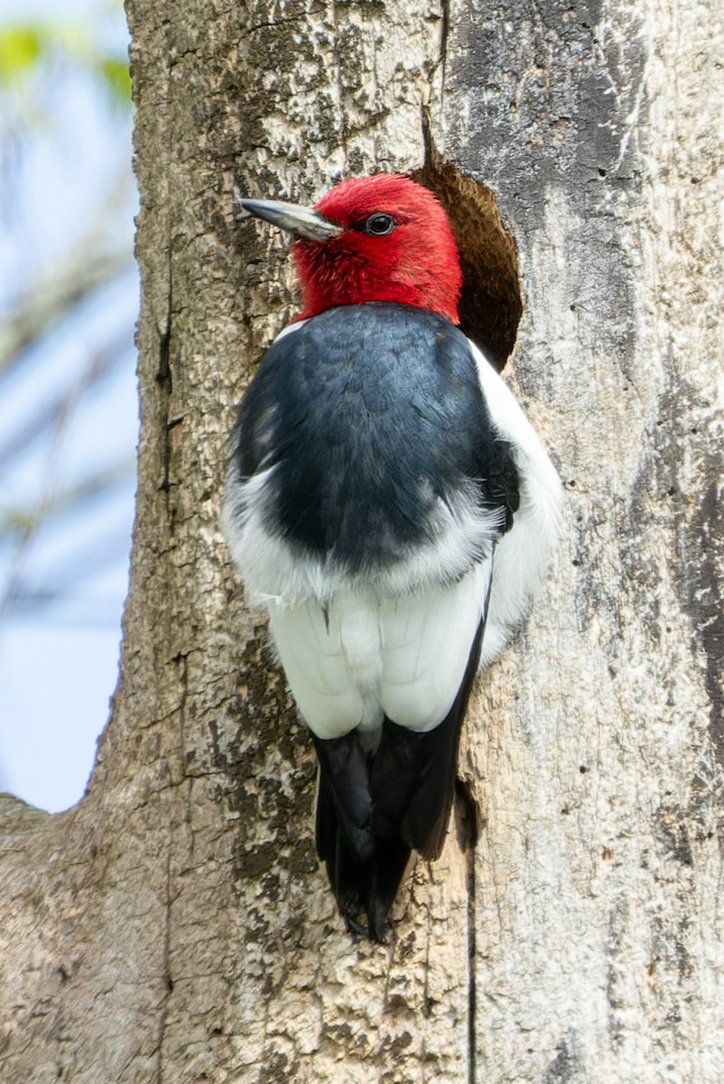 Red-headed Woodpecker - Kyle Blaney
